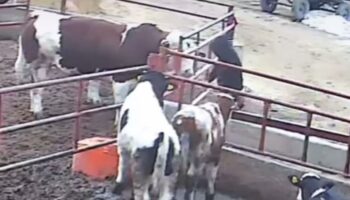 nigdede kizgin boga sahiplerine saldirdi LgymUfr6