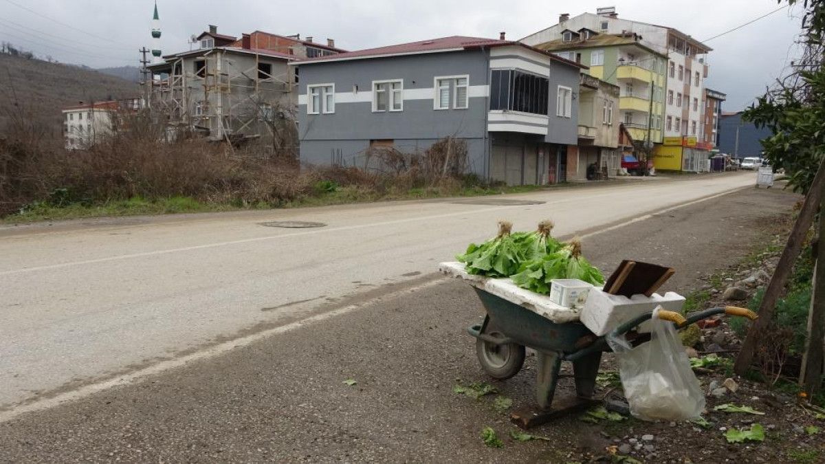 Ordu'da eşi ile birlikte ürettiği marulları, müşterilerini görmeden satıyor 2 orduda esi ile birlikte urettigi marullari musterilerini gormeden satiyor 1