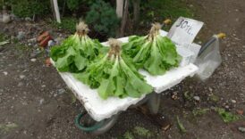 orduda esi ile birlikte urettigi marullari musterilerini gormeden satiyor 4yX7Kk5R