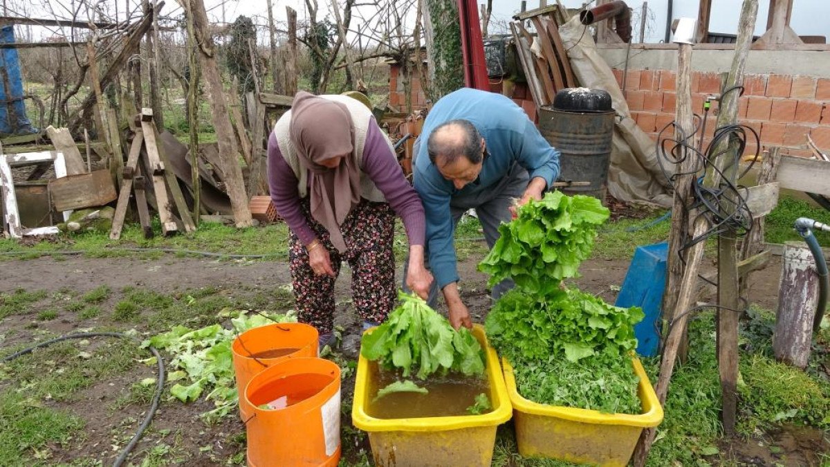 Ordu'da eşi ile birlikte ürettiği marulları, müşterilerini görmeden satıyor 6 orduda esi ile birlikte urettigi marullari musterilerini gormeden satiyor 5 RHGEUcGc