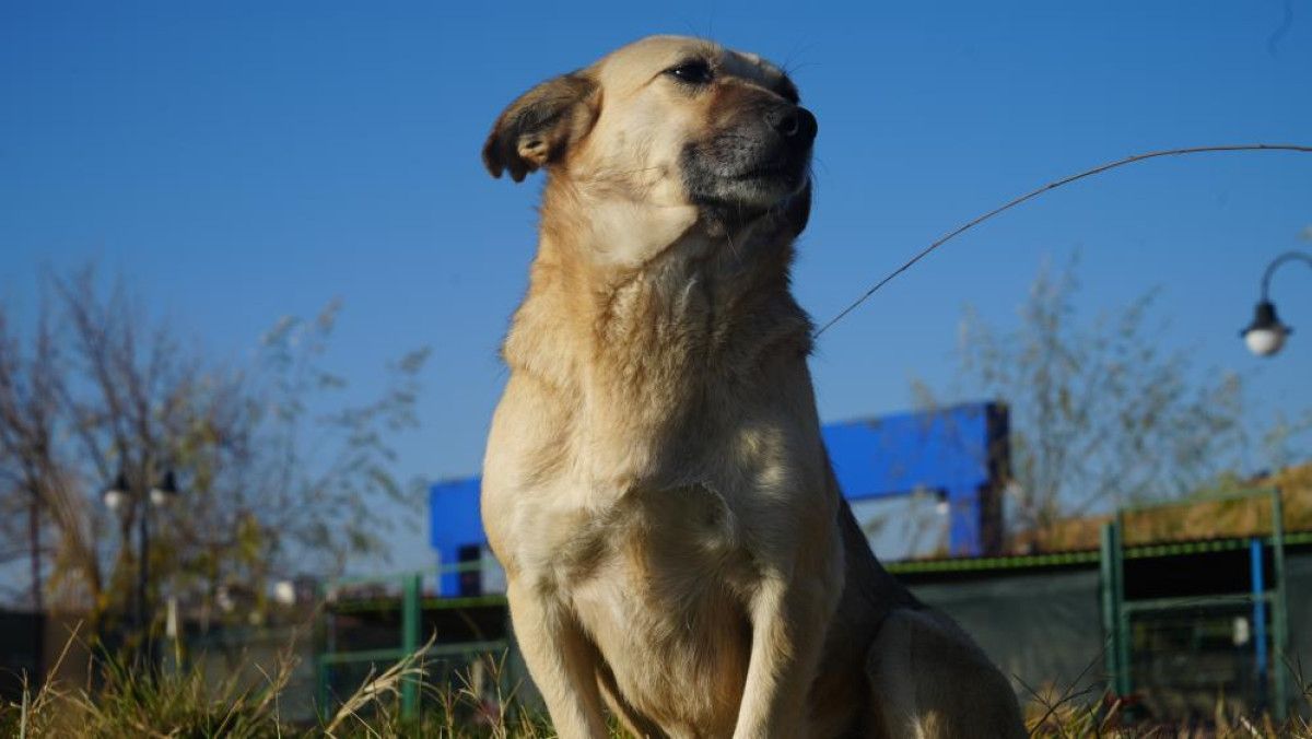 sahipsiz hayvanlari bakimevi disinda sokaga birakanlara 71 bin 965 lira ceza 1 mfmtPTZf