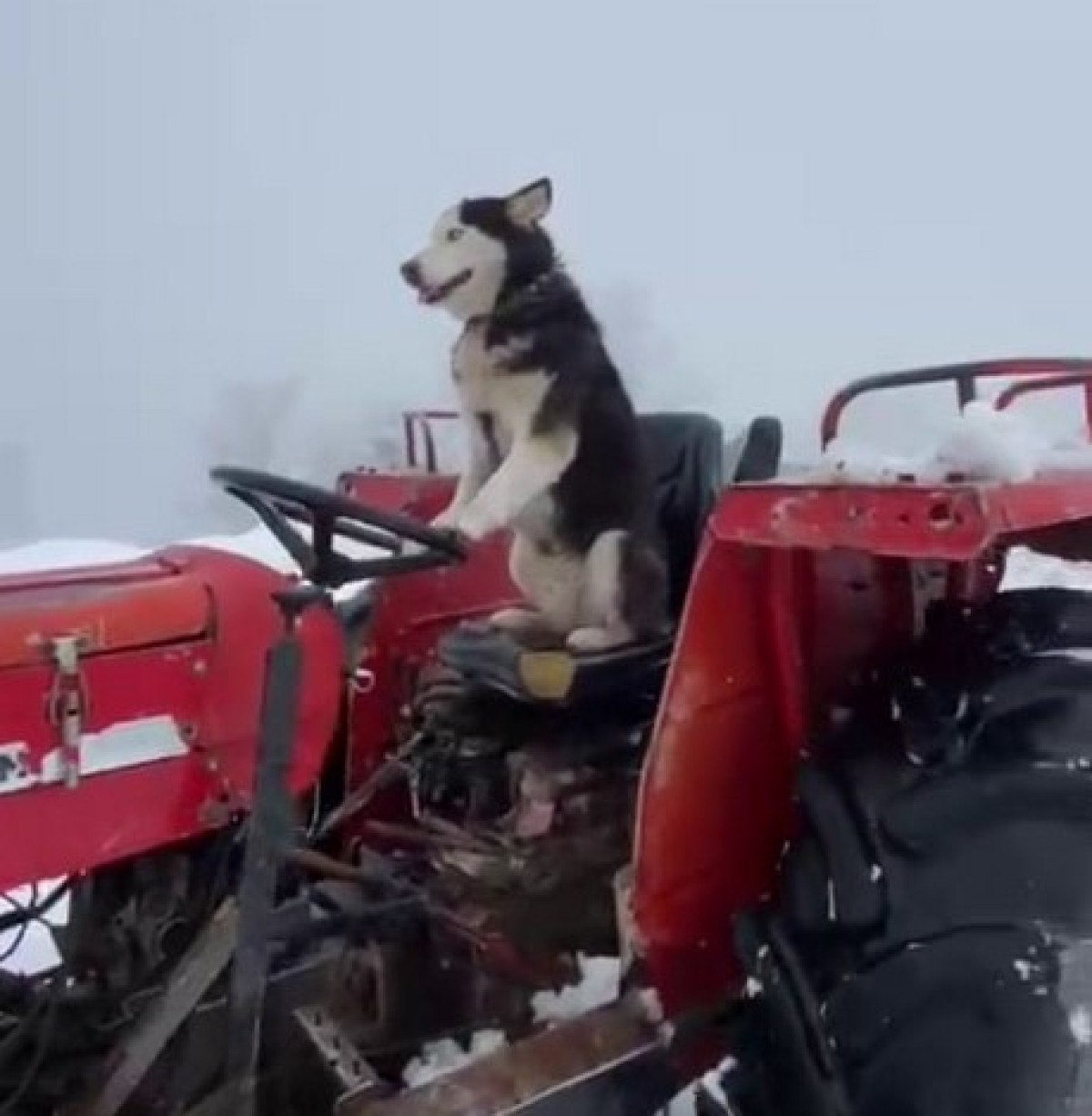 sakaryada sibirya kurdu traktorun direksiyonuna gecti 3 5AlEg5ea