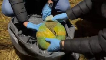 samsunda tavuk kumesinde uyusturucu bulundu m8u5Mds2