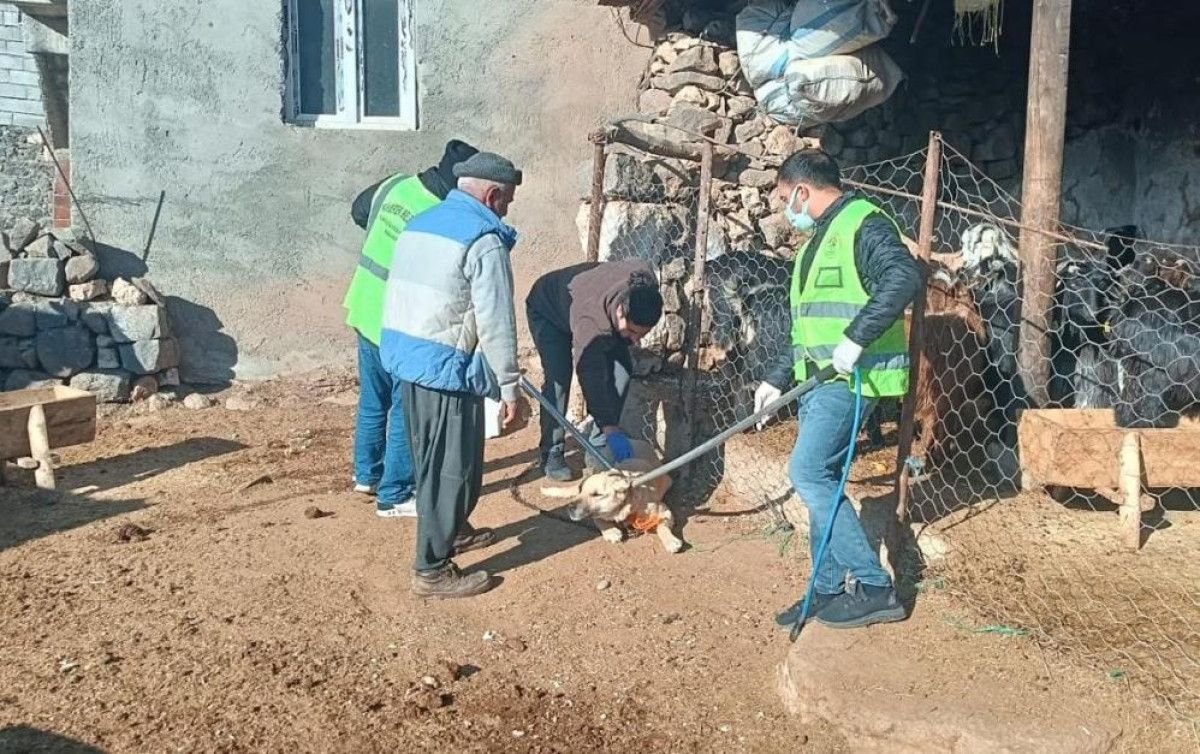 sanliurfada kuduz kopek 3 kisiyi isirdi koy karantinaya alindi 0 PbjzLlJa