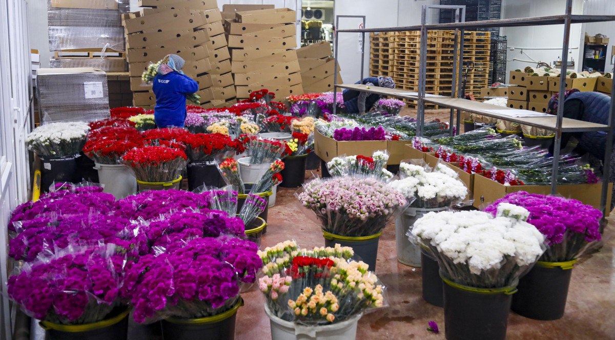 sevgililer gunune hazirlik 30 ulkeye 75 milyon dal cicek ihrac edildi 0 EmjD4tS2