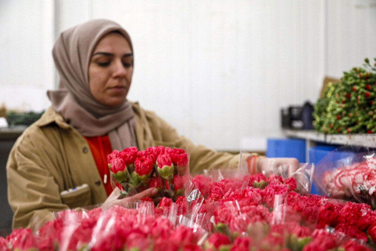 sevgililer gunune hazirlik 30 ulkeye 75 milyon dal cicek ihrac edildi 1 5KHMtvvI