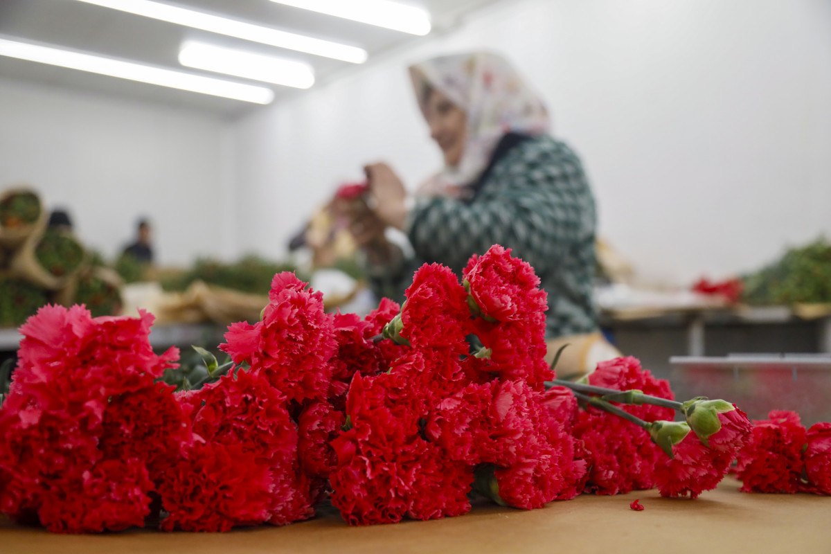 sevgililer gunune hazirlik 30 ulkeye 75 milyon dal cicek ihrac edildi 2 yVcFWBEr