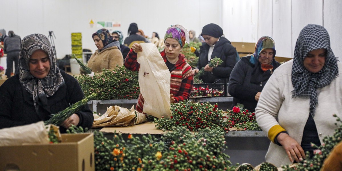 sevgililer gunune hazirlik 30 ulkeye 75 milyon dal cicek ihrac edildi 7 7sfcmSAI