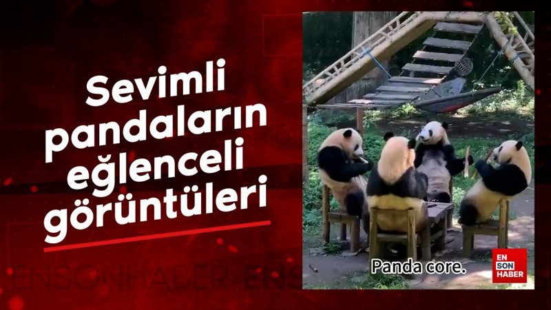 sevimli pandalarin eglenceli goruntuleri 51QWRWLC
