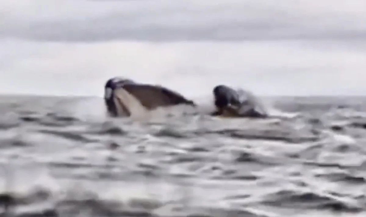 silide balinanin yutup geri tukurdugu kanocu beni yedigini dusundum 1 SwysufcO