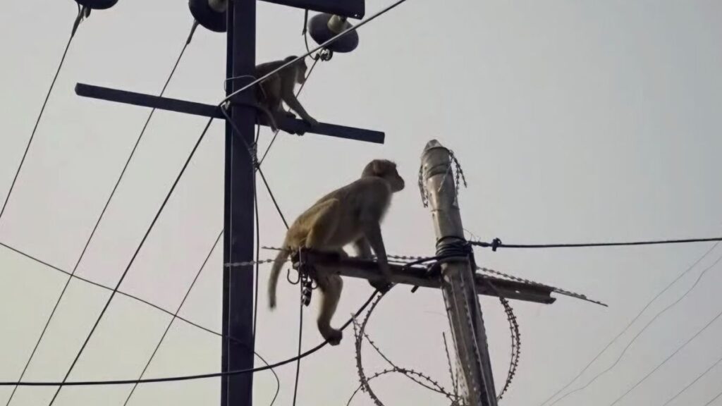 sri lankada yasanan elektrik kesintisinin nedeniyle ilgili sasirtan aciklama abuXrFjX