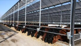 tarim ve orman bakanligi kirmizi et uretimi artirmayi amacliyor AsenXBy2