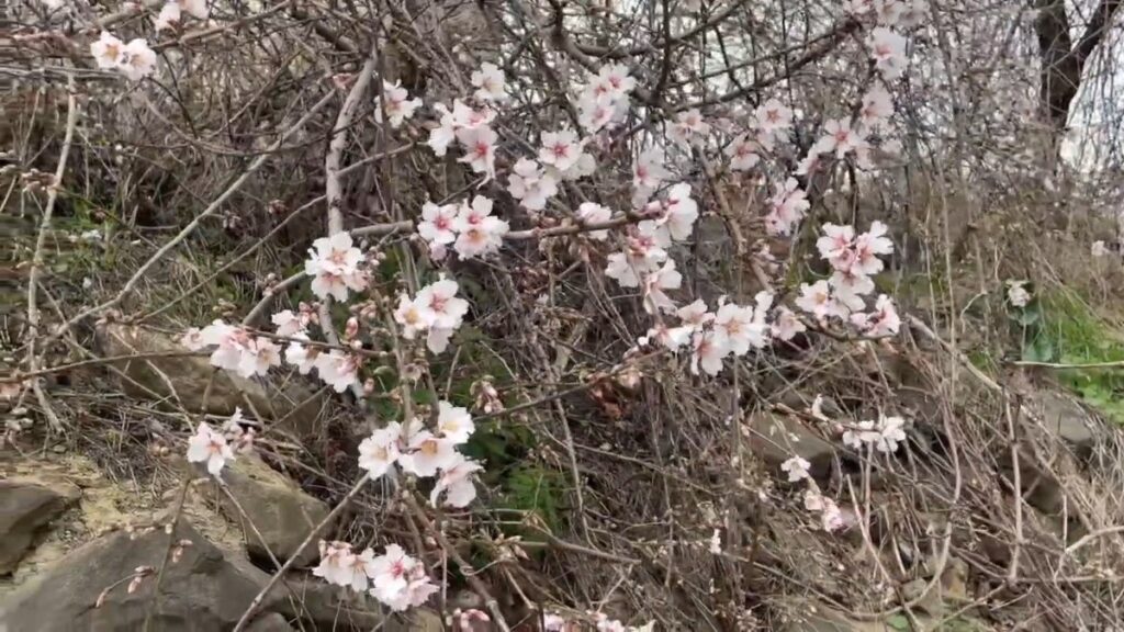 tekirdagda iki mevsim birden yasaniyor uLgI2c6z