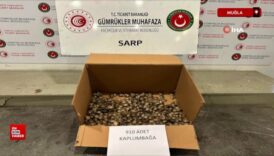 ticaret bakanligi gumrukler muhafaza ekiplerinden su kaplumbagasi operasyonu gisAlNkf