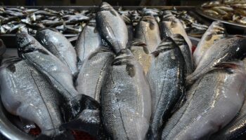 trabzonda hava muhalefeti balik fiyatlarini yukseltti Xijpqv6j