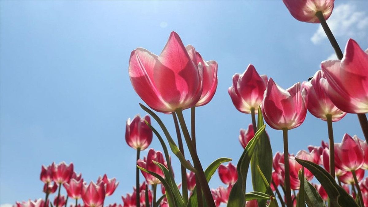 turkiyede gecen yil en cok uretilen kesme cicek karanfil 3 EUKARCzv