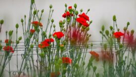 turkiyede gecen yil en cok uretilen kesme cicek karanfil GV4nVLn4