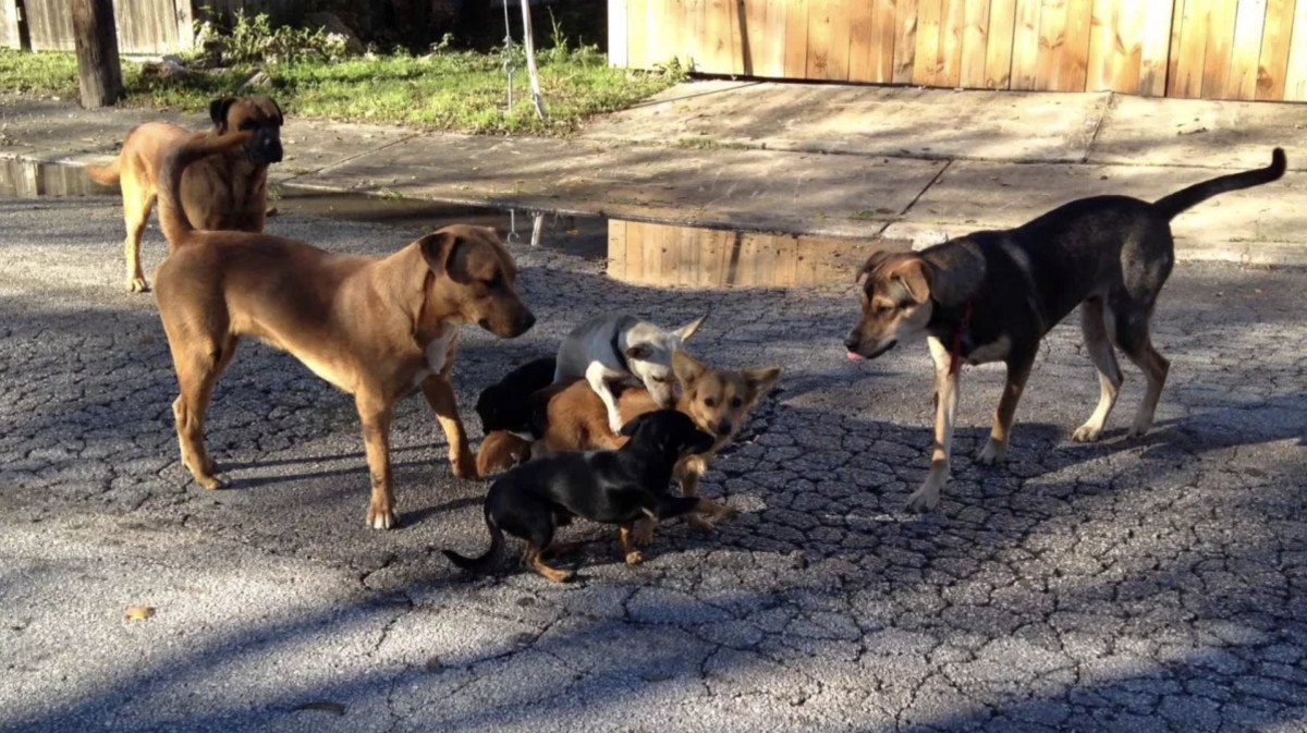 turkiyenin kanayan yarasi basibos kopekler mezarliklarda suru halinde geziyor 0 KPiTjdZg