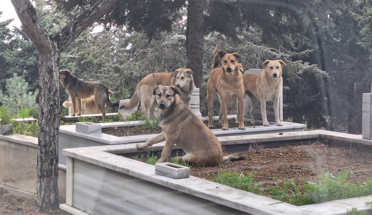 turkiyenin kanayan yarasi basibos kopekler mezarliklarda suru halinde geziyor 2 OvEQY1lt