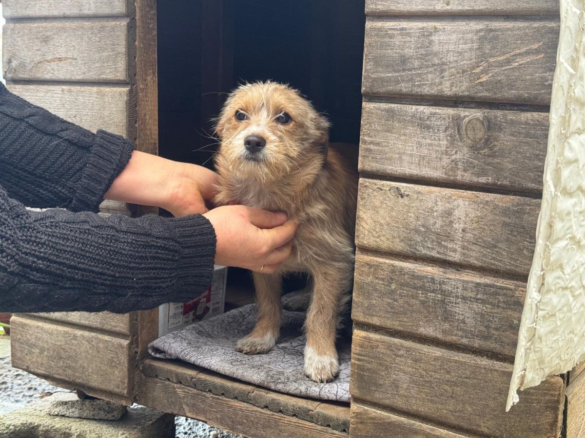 zonguldakta cins kopegini sokaga terk etti 1 rihuHG1g