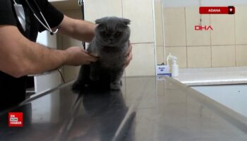 adanada 6 milyonda 1 gorulen cift cinsiyetli kedi ameliyat edildi NJ7jpHIq