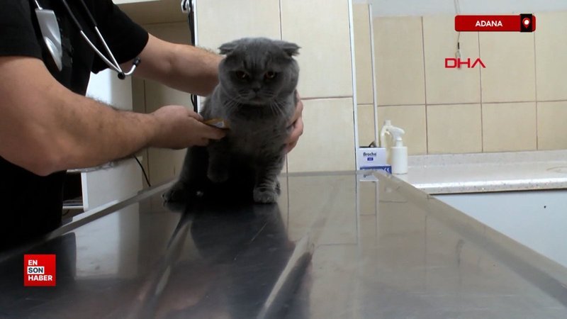 adanada 6 milyonda 1 gorulen cift cinsiyetli kedi ameliyat edildi NJ7jpHIq