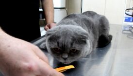 adanada hasta kedinin cift cinsiyetli oldugu ortaya cikti P8XCJYw2