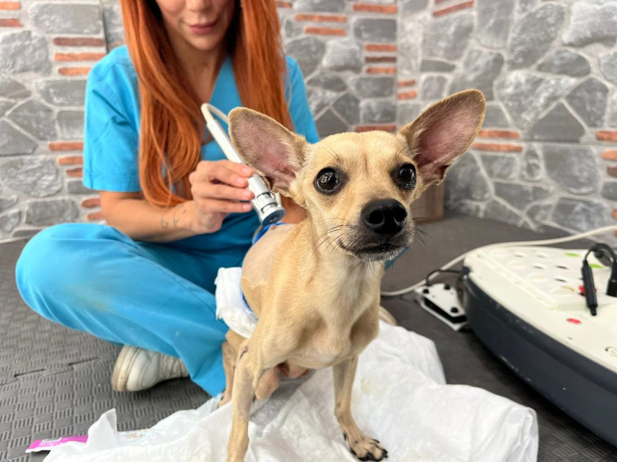 ankarada ayrilan cift tedavi goren kopeklerini terk etti 0 bnzw2KiV