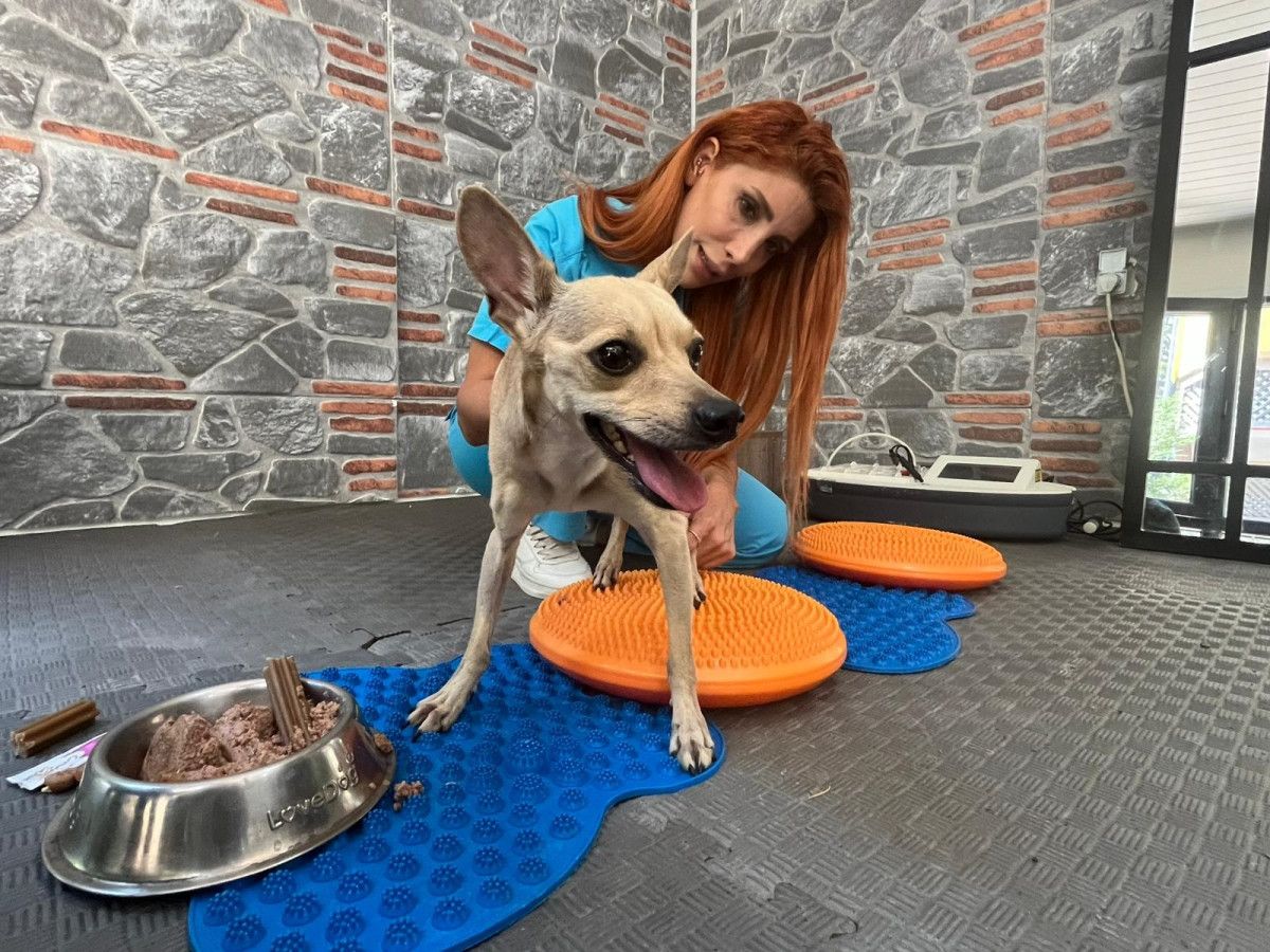 ankarada ayrilan cift tedavi goren kopeklerini terk etti 1 f8z8Ydb7