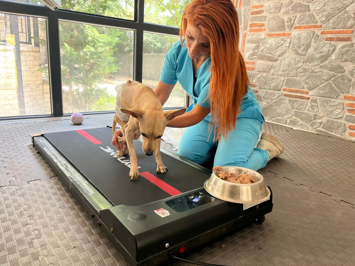 ankarada ayrilan cift tedavi goren kopeklerini terk etti 2