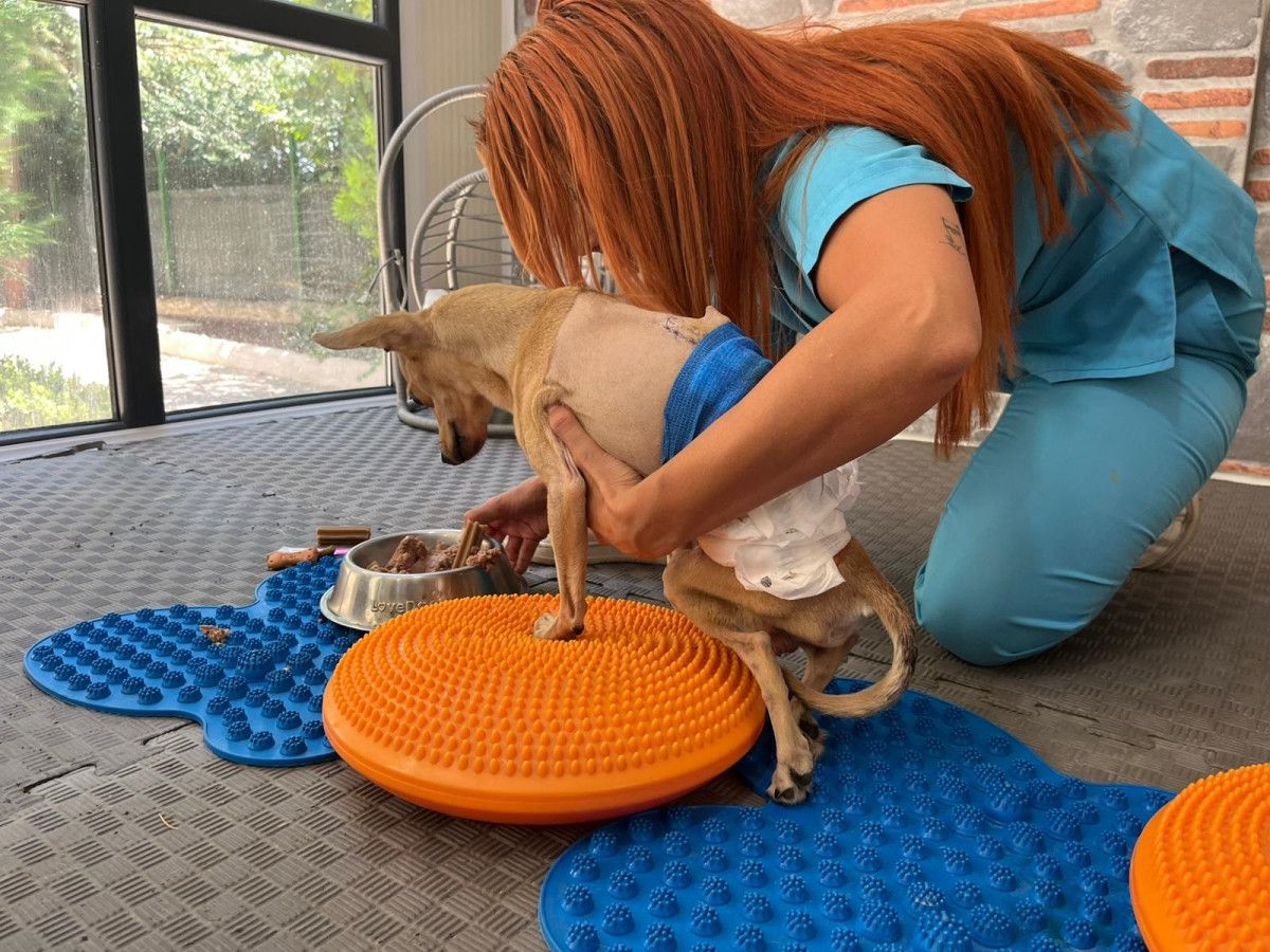 ankarada ayrilan cift tedavi goren kopeklerini terk etti 4 YiDG5VzZ