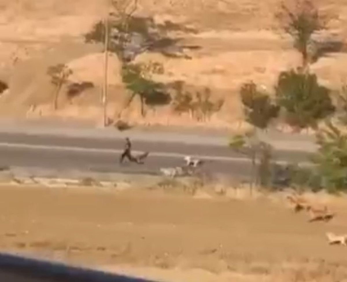 ankarada bir genc basibos kopeklerin saldirisindan son anda kurtuldu 1 NHJjOWXb