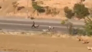 ankarada bir genc basibos kopeklerin saldirisindan son anda kurtuldu InHmFAap