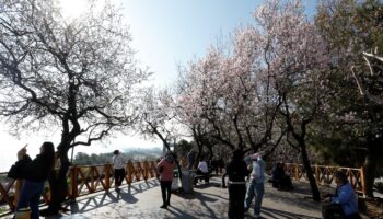 antalyada subat ayinda agaclar cicek acti 3TBeFPYe