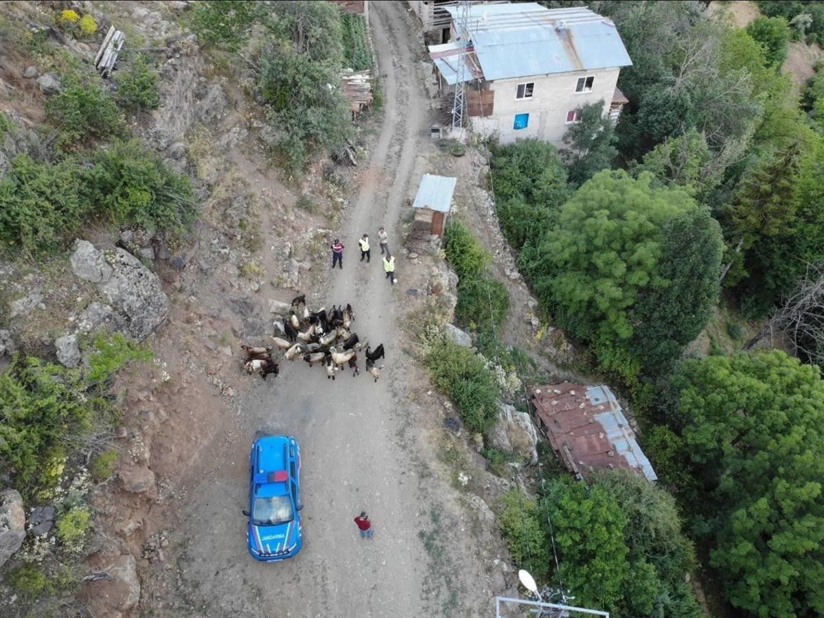 artvin kaybolan 30 kucukbas hayvani bulmak icin dron ile arama yapildi 0 tj43WEgk
