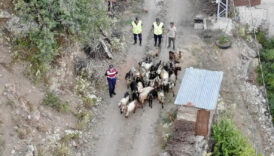 artvin kaybolan 30 kucukbas hayvani bulmak icin dron ile arama yapildi 7fRh5f3X