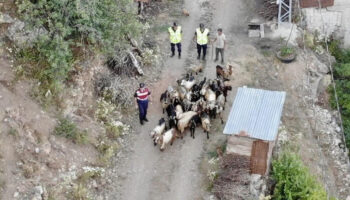artvin kaybolan 30 kucukbas hayvani bulmak icin dron ile arama yapildi 7fRh5f3X