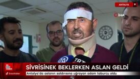 aslanin saldirisina ugrayan adam taburcu oldu sivrisinek beklerken aslan geldi M1a2aqSp