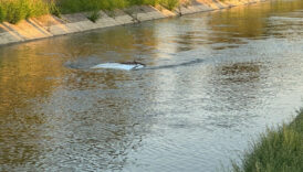 aydinda sulama kanalina ucan pikabin surucusu oldu 5SHjkMlu