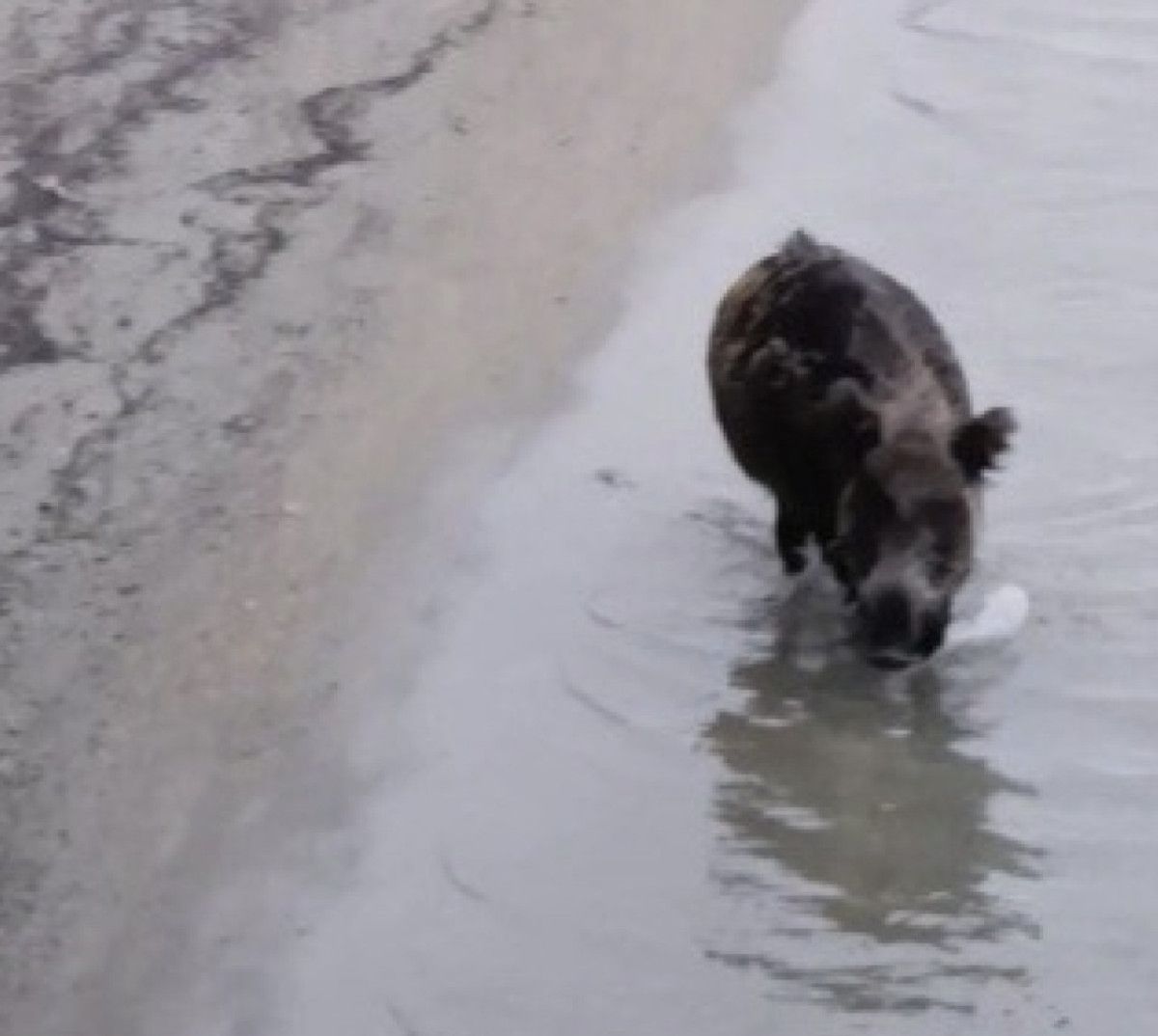 aydinda yaban domuzu denizden yuzerek cikti 0 rzZMJEGm