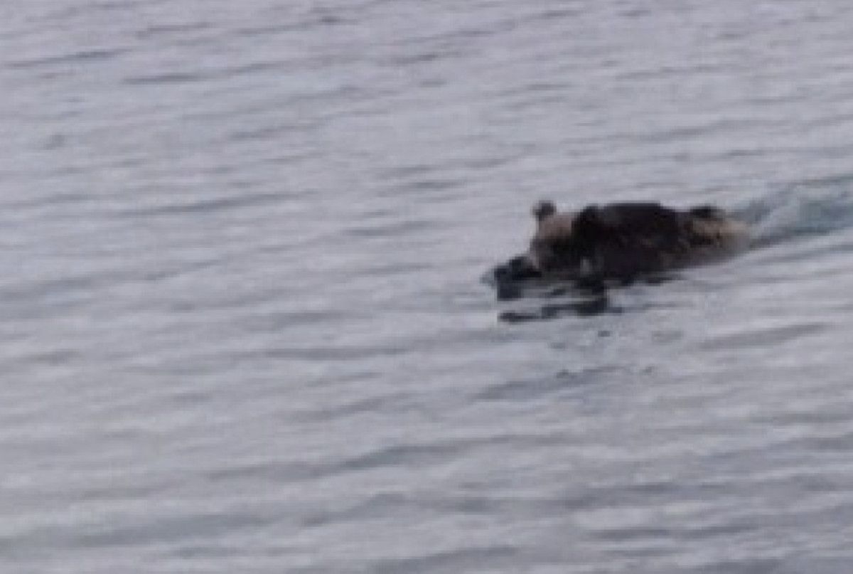 aydinda yaban domuzu denizden yuzerek cikti 2