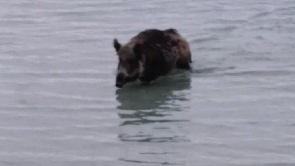 aydinda yaban domuzu denizden yuzerek cikti VcwISqB2