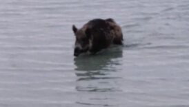 aydinda yaban domuzu denizden yuzerek cikti VcwISqB2