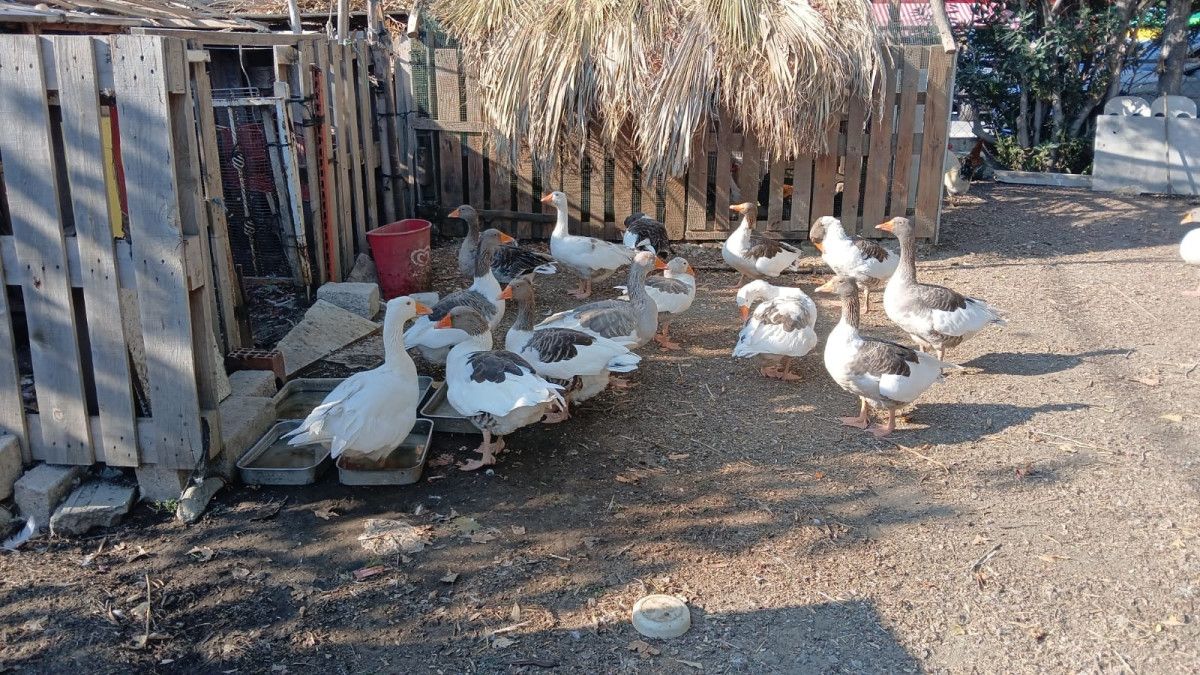 balikesirde kumese kapatilan kazlar cikarildi 0 hTMrIK1P