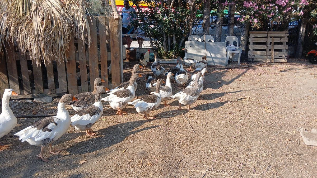 balikesirde kumese kapatilan kazlar cikarildi 1