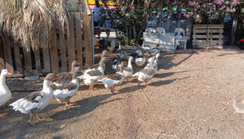 balikesirde kumese kapatilan kazlar cikarildi WUDdq1D5