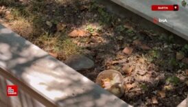 bartinda mezarda bal mumundan yapilmis bebek ve bebege sarili muska bulundu XH8heB4u