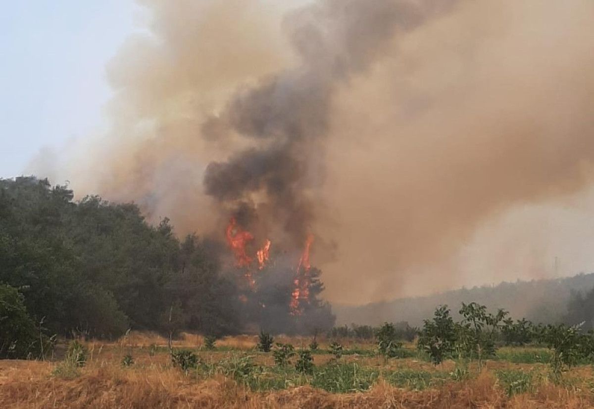bilecikteki orman yanginindan urkuten goruntuler 5 kBlvSZcR