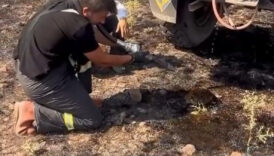 boluda yangindan etkilenen kirpiyi ekipler kurtardi 8N5MyqJk