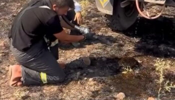 boluda yangindan etkilenen kirpiyi ekipler kurtardi 8N5MyqJk